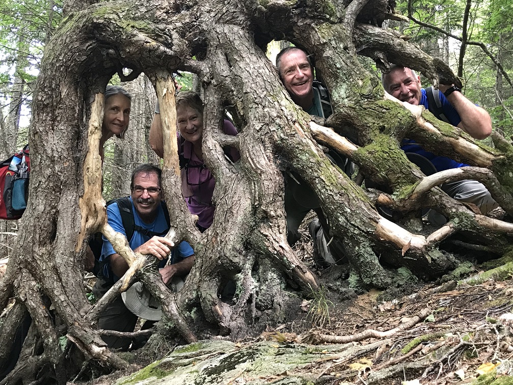 Big East Fork Tree Root